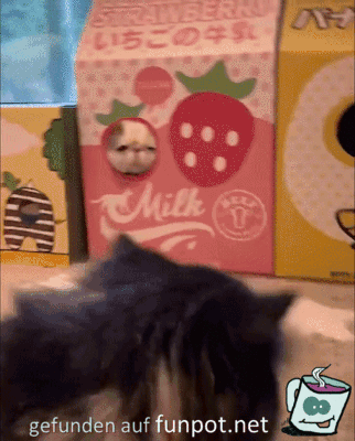 Lustige Katze Lustige Katze