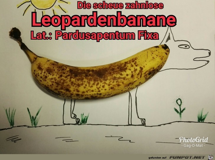 Leoparden-Banane