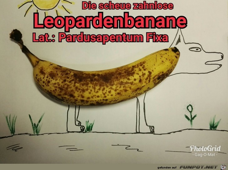 Leoparden-Banane Leoparden-Banane