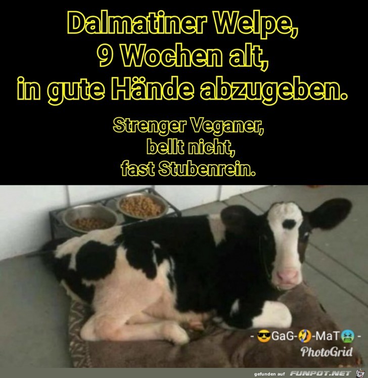 Welpe abzugeben