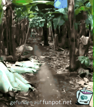 Bananentransport Bananentransport