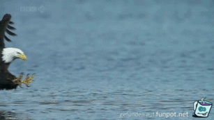 Frischer Fisch Frischer Fisch