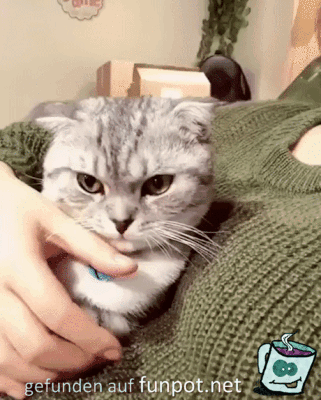 Pulli im Weg Pulli im Weg
