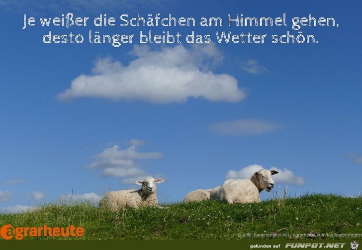 Weiße Schäfchen Weiße Schäfchen