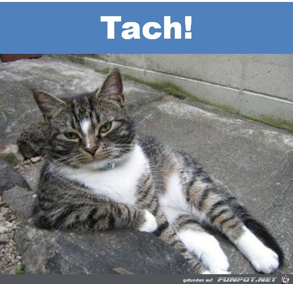 Tach Tach