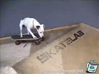 Hund fhrt Skateboard