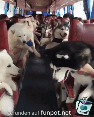 Hunde-Bus