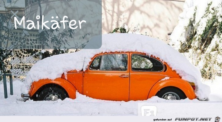 Maikaefer Maikaefer