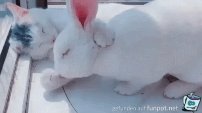 Hase knuddeln Hase knuddeln
