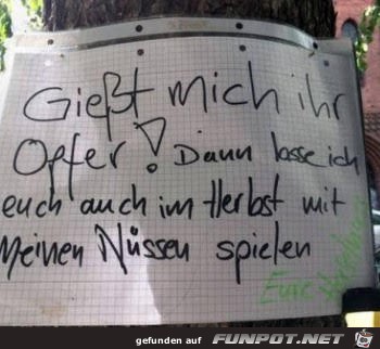 Nuesse Nuesse