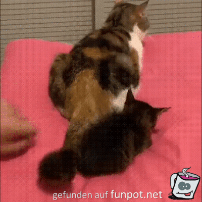 Wie gemein Wie gemein