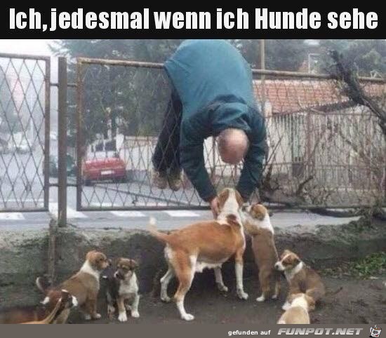 Wenn ich Hunde sehe Wenn ich Hunde sehe