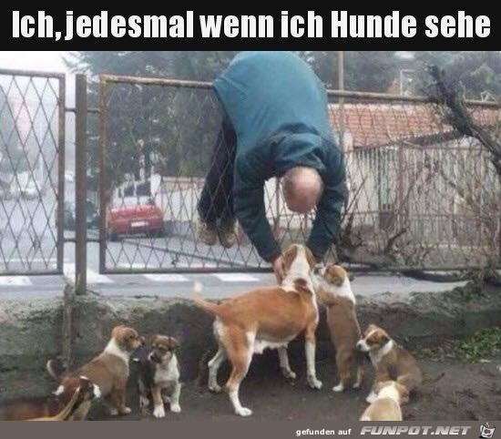 Wenn ich Hunde sehe