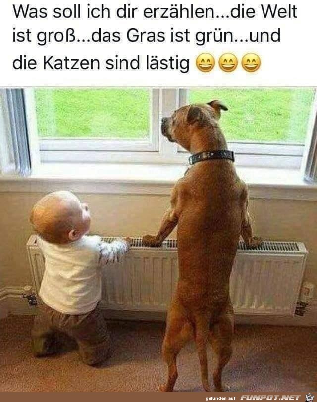 Katzen sind lstig