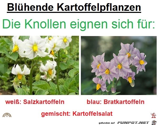 Kartoffelblüten Kartoffelblüten