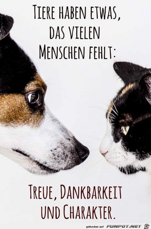 Tiere Tiere