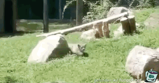 Wenn der große vor dem kleinen Angst hat Wenn der große vor dem kleinen Angst hat