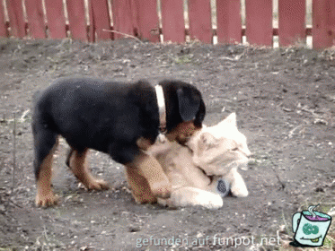 Tiere unter sich Tiere unter sich