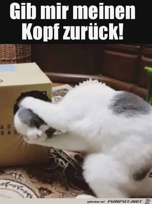 Kopf her Kopf her