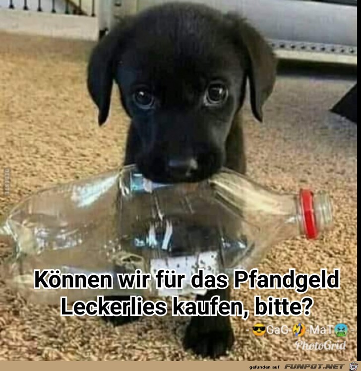 Leckerlis kaufen Leckerlis kaufen