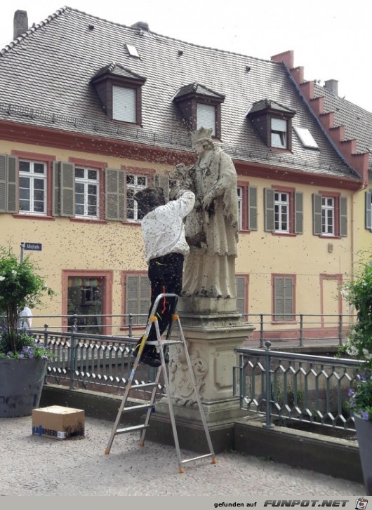 Bienenvolk in Ettlingen wird evakuiert Bienenvolk in Ettlingen wird evakuiert