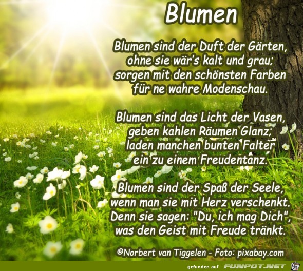 blumen2 2019