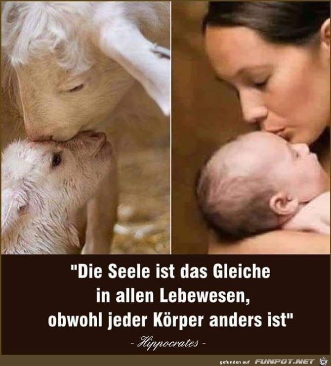 DIE SEELE IST DAS GLEICHE DIE SEELE IST DAS GLEICHE
