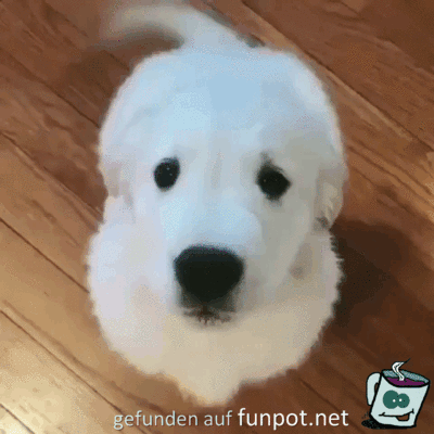 Hier bin ich Hier bin ich