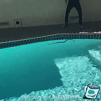 Schlange im Pool