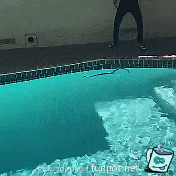 Schlange im Pool Schlange im Pool