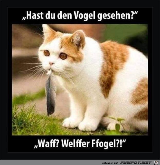 hast du den vogel gesehen