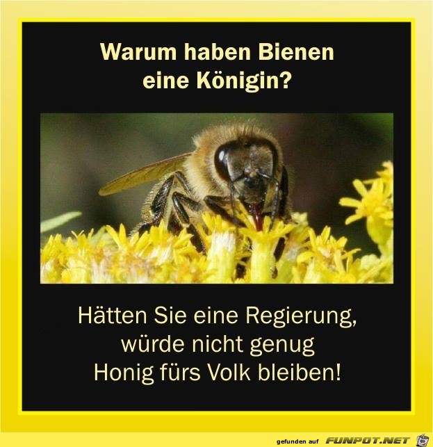 warum haben Bienen eine koenigin