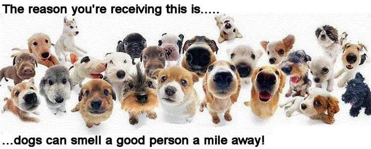 Hunde Hunde