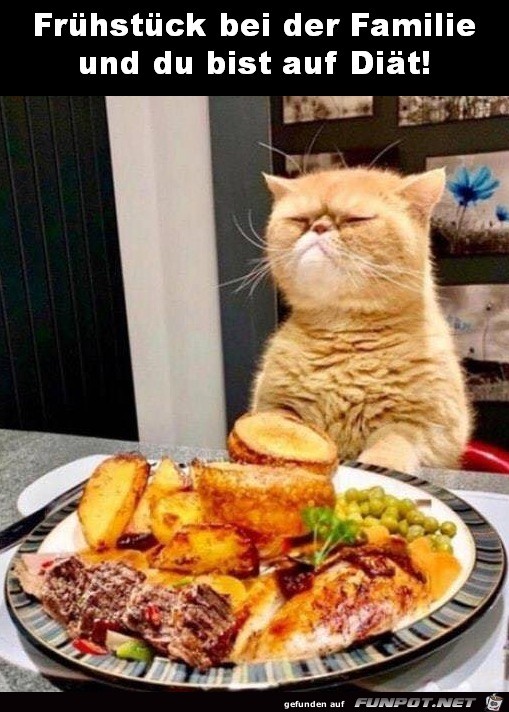 Dämliche Diät Dämliche Diät