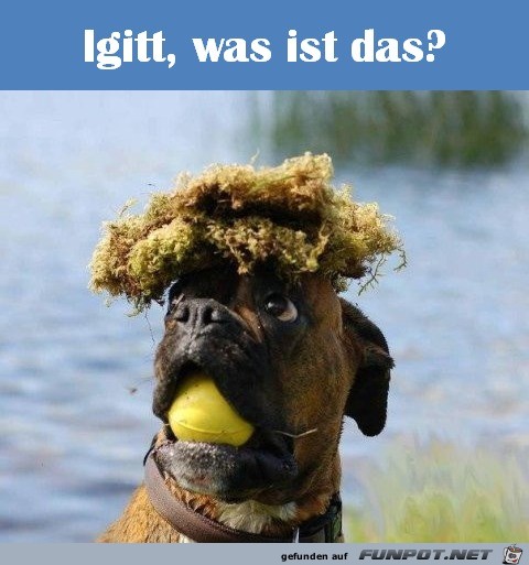 Igitt Igitt