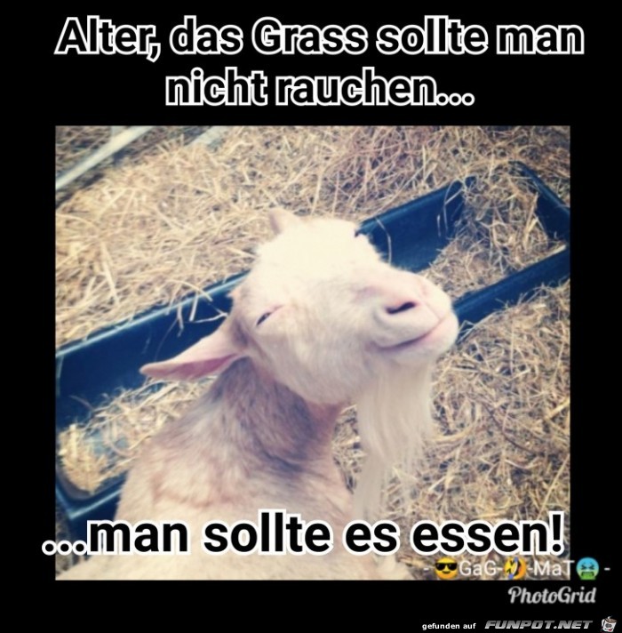 Kiffen Kiffen