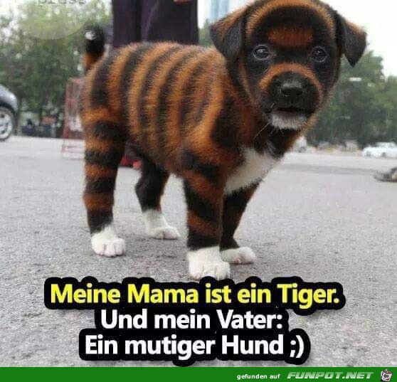 Tiger Tiger