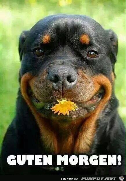 Guten Morgen Guten Morgen