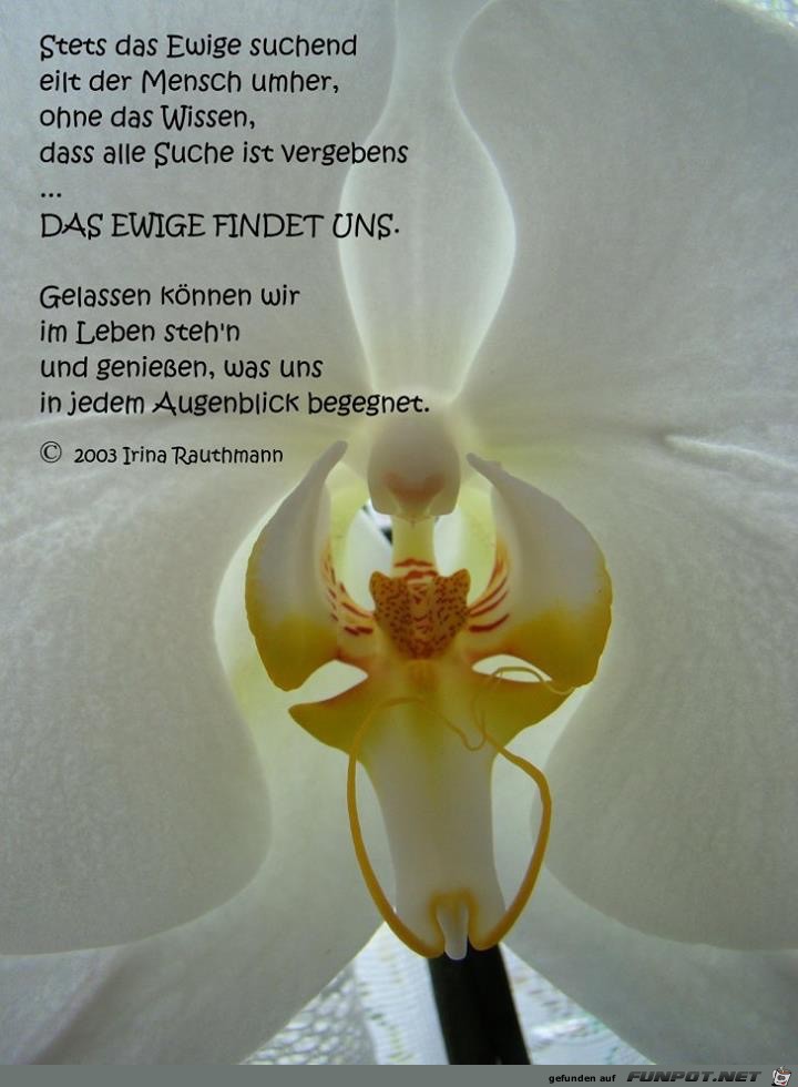 stets das Ewige suchend stets das Ewige suchend