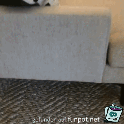 Fuchur ist unter der Couch