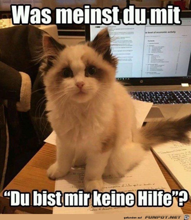 Was meinst du Was meinst du