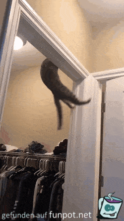 Akrobatische Katze