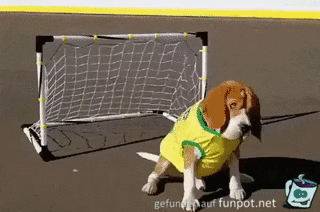 Ball-Hund Ball-Hund
