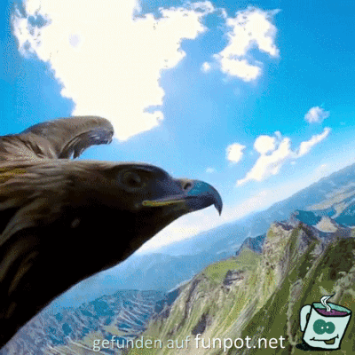 Adler-Perspektive Adler-Perspektive