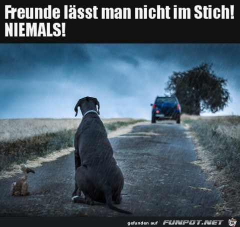 Niemals Niemals
