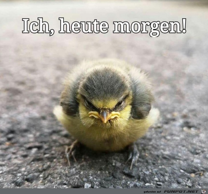 Dieser Blick Dieser Blick