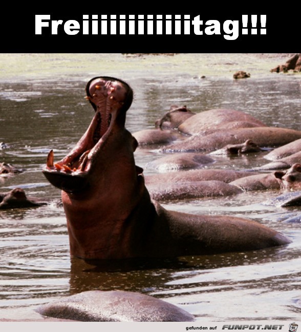 Freitag Freitag