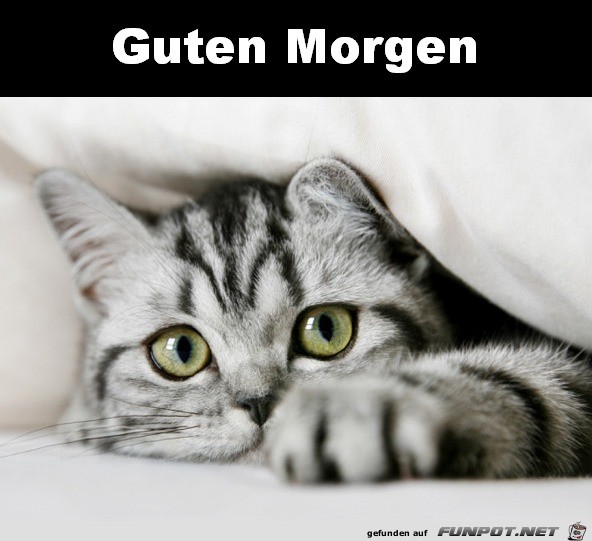 Guten Morgen