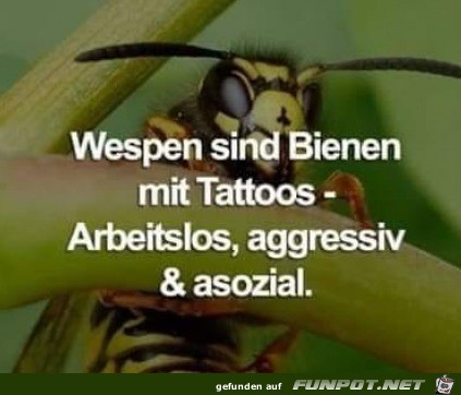 Wespen Wespen