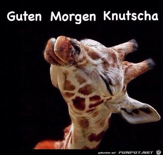 Guten Morgen Guten Morgen